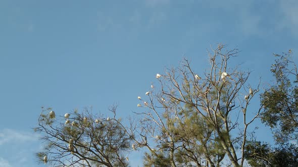 Tilting down flock of wild Sulphur Crested White Cockatoos on the tree branch. Sydney, Australia.