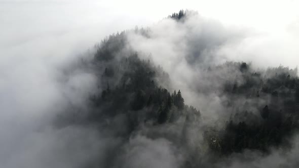 Pine Forests In The Fog