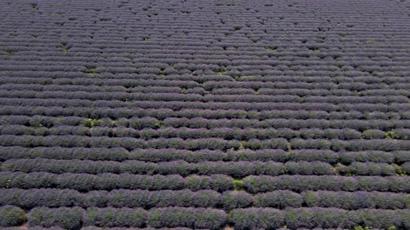 Aerial View of Lavender Flower Field in France Provence