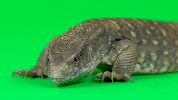 Savannah Monitor Lizard - Varanus Exanthematicus on Green Background. Close Up. Slow Motion