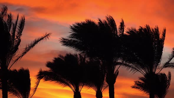 Palm Branches Sway in the Wind at Sunset Tropical Landscape Sunrise on the Seashore Palm Trees on