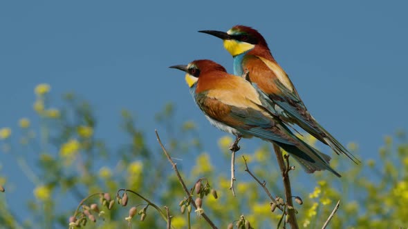 European Beeeater or Merops Apiaster