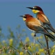European Beeeater or Merops Apiaster - VideoHive Item for Sale