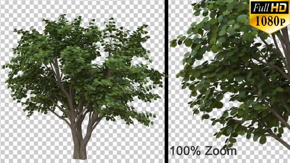 Nut Tree - Alpha Channel alt