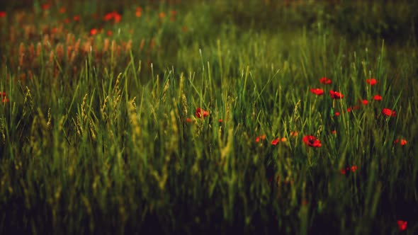 Field with Green Grass and Wild Flowers at Sunset