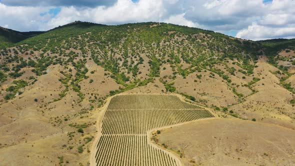 Aerial View of Mountain Vineyard in Crimea