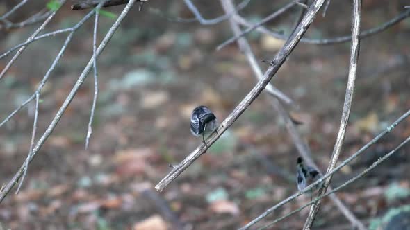 Long-tailed Tit Birds Over the Branch in Slow-mo