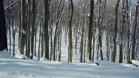 Revealing winter forest