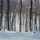 Revealing winter forest - VideoHive Item for Sale