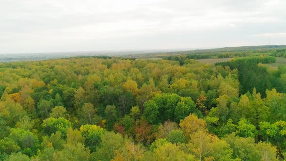 Aerial Video of Autumn Forest in the Evening