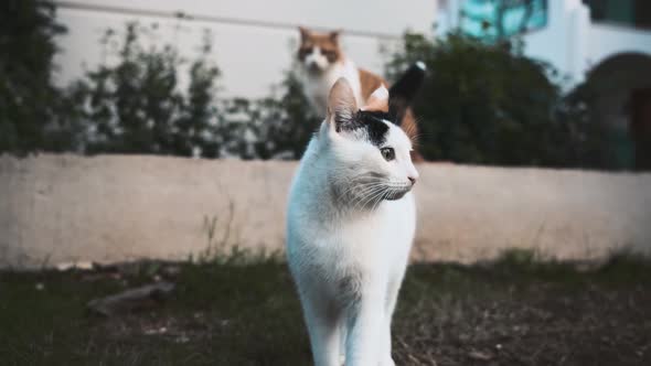 Close up of one cat standing Infront of camera and another cat sitting in the back with blurred effe