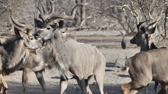 Startled Greater Kudu bull stands alert in front of breeding herd at a watering hole. Telephoto shot