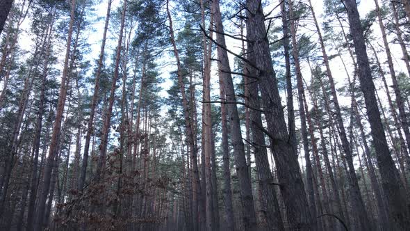 Forest Landscape Aerial View Slow Motion