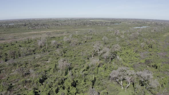 Pantanal - drone filming the vast forest of the swamp area