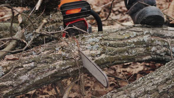 Man Cuts a Felled Tree Trunk with a Chainsaw