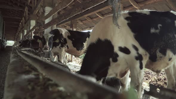 Cows on the Farm. Agriculture