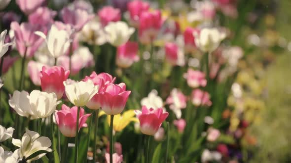 Blossoming Tulips Flowers