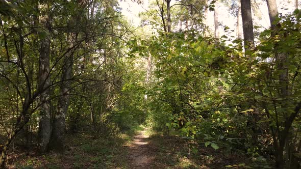 Trees in the Forest on an Autumn Day