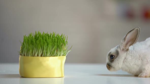 Cute Fluffy Bunny Biting Grass Plant, Organic Pet Nutrition, Planet Environment