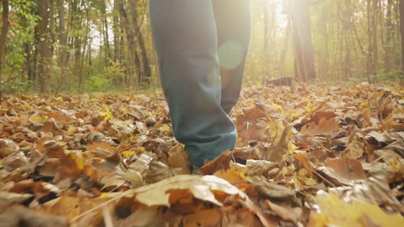 Girl Walks Through the Autumn Forest.