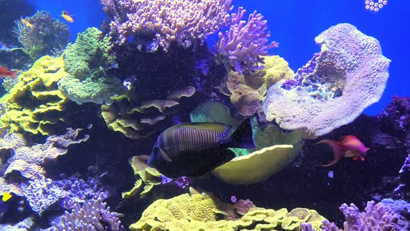 Butterflyfish Fishes of Sea Aquarium