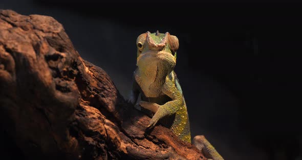 Panther Chameleon, furcifer pardalis, Adult standing on Branch, Madagascar, Slow motion 4K