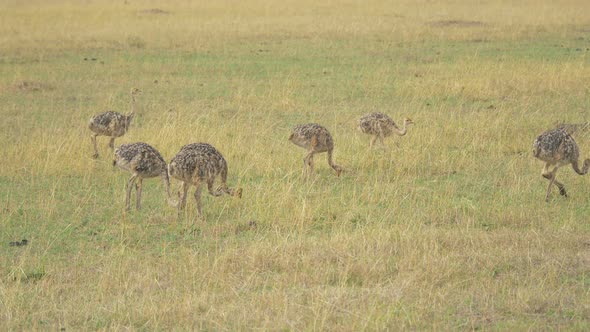 Ostrich chicks in Maasai Mara