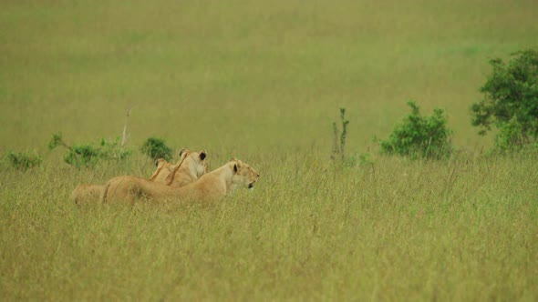 Three lionesses in the savannah