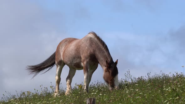 A brown horse eating happily under a beautiful blue sky in a meadow.
