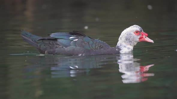 Close up track shot of swimming american Muscovy duck in lake - Cairina Moschata Species in Wilderne