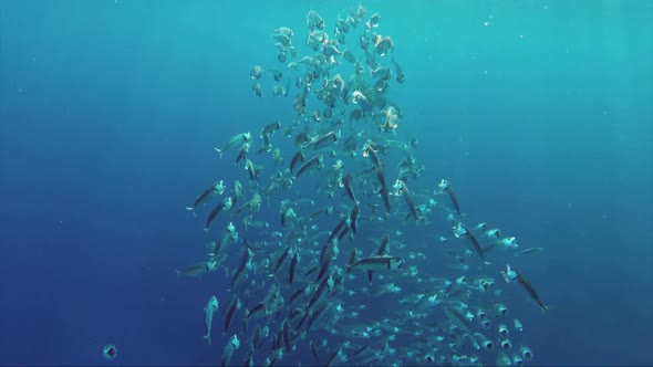 School of Indian Mackerel Feeding in Red Sea, Egypt