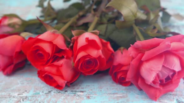 Bouquet of fresh roses flowers drops on vintage wooden light blue surface. Slow motion.