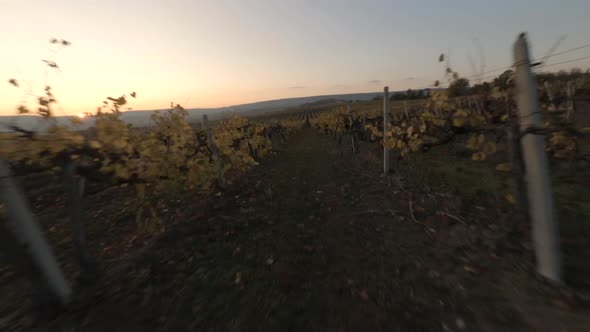 Shooting From High Speed Fpv Sport Drone Movement Over Natural Field Vineyard