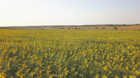 Aerial Drone View of a Sunflower Field on Sunset