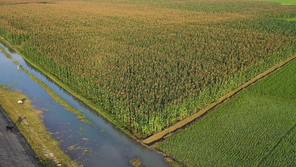 Aerial view of agricultural field in Sapahar, Rajshahi state, Bangladesh.