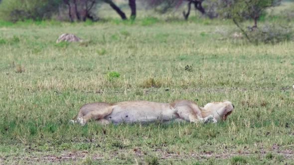 Funny lioness dramatically flops down to lay on the dry grassland. Telephoto shot, Nxai Pan National