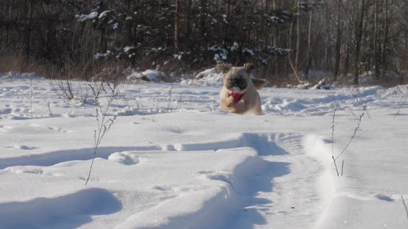 Furry Dog Runs Along Snow to Owner and Plays with Person