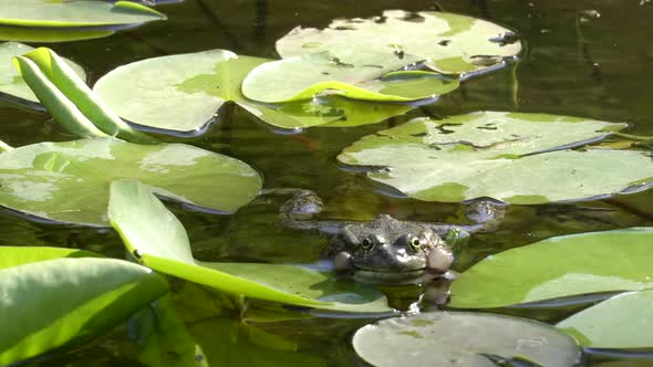 A Frog Croaks in a Pond or Lake