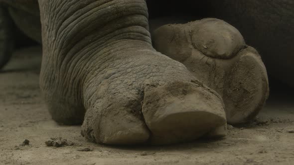 white rhinoceros feet close up slomo