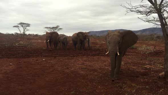 A large group of elephants, Loxodonta africana including a bull forage during winter at Zimanag Priv