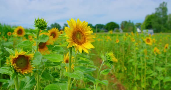 Sunflower Field in a Beautiful Evening Sunset