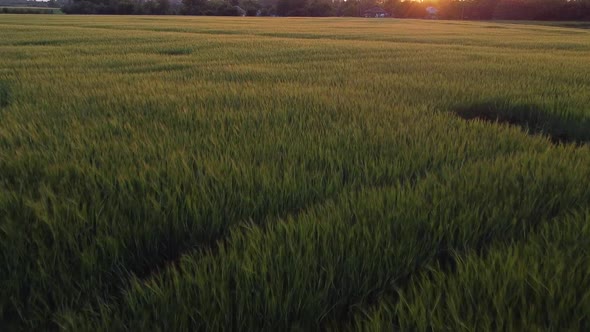 Golden glow of the morning sun shining on the field with spikelets of young barley.