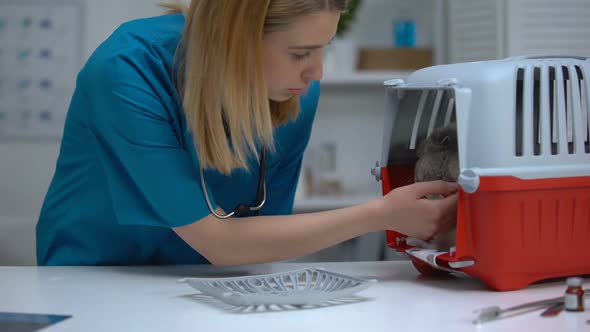 Professional Female Vet Calming Cat After Healthcare Checkup