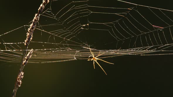 Spider Web at Back Light