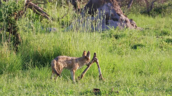 Black-backed Jackal Trying To Rip Off A Piece Of A Big Bone Of A Dead Animal In Nxai Pan National Pa