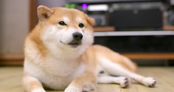 Shiba Inu