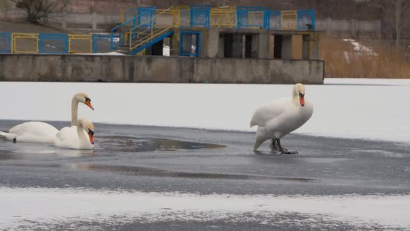 A Group of White Swans Emerge From the Water Onto a Frozen River