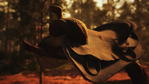 Vintage Leather Horse Saddle on the Dead Tree in Forest at Sunset