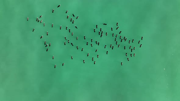 A flock of Wild Ducks swims in the Sea aerial view 4 K