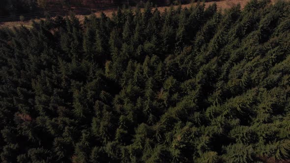 Drone shot travelling backwards out from a forest revealing the Lady Bower Reservoir in the far dist